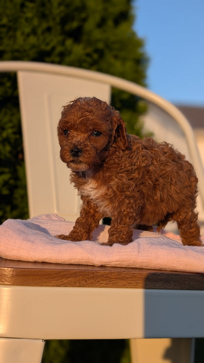 MINI POODLE (MAY 12) FEMALES