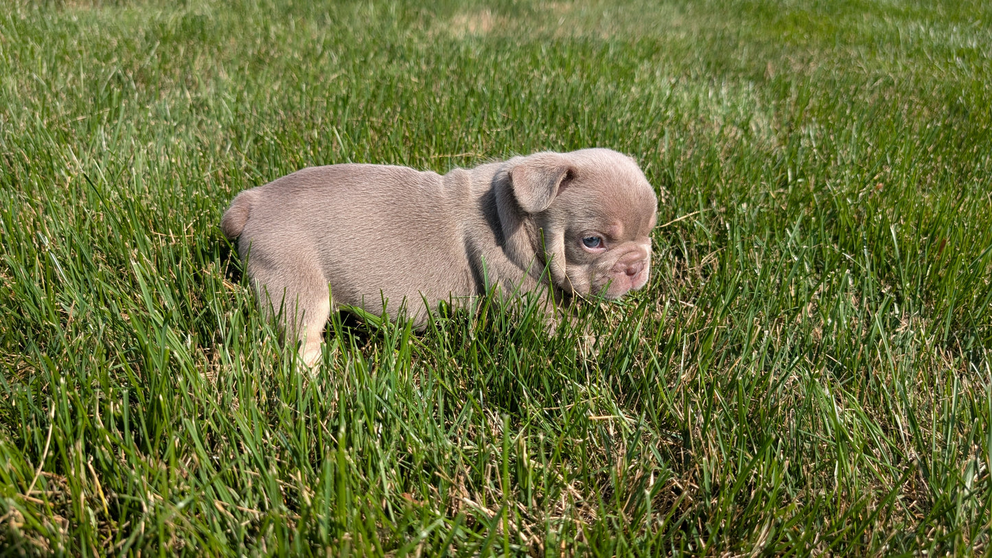 FRENCH BULLDOG (06/27) MALE