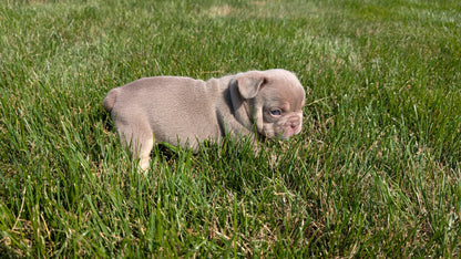 FRENCH BULLDOG (06/27) MALE