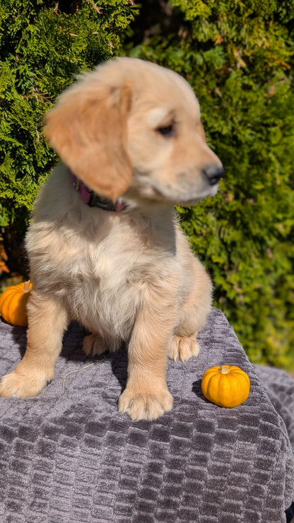 GOLDEN RETRIEVER (08/14) MALE