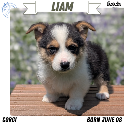 CORGI (JUN 08) MALES