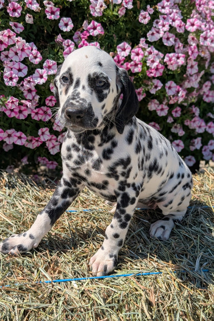 DALMATIAN (JUN 29) FEMALES
