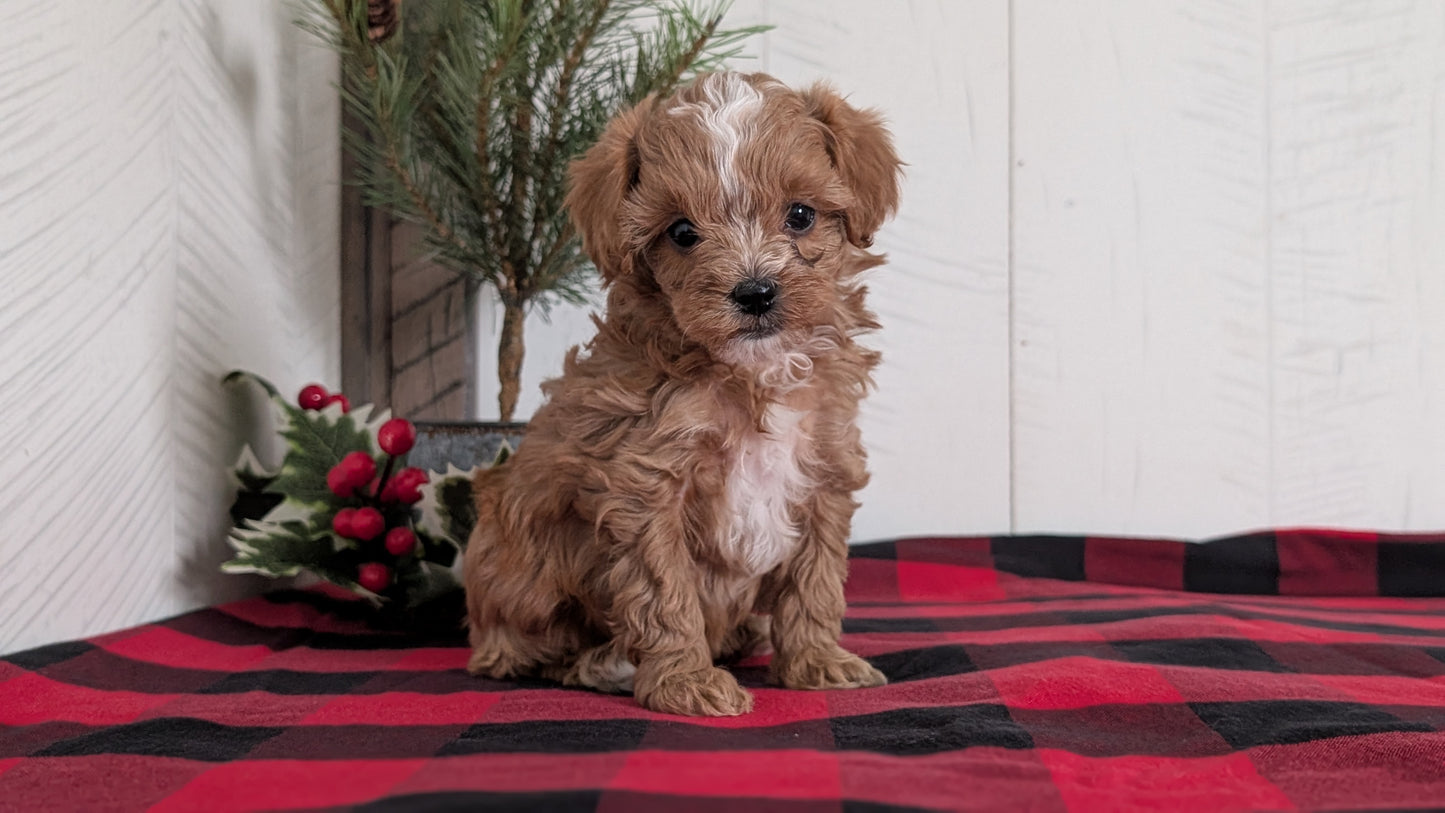 CAVAPOO (OCT 27) FEMALES