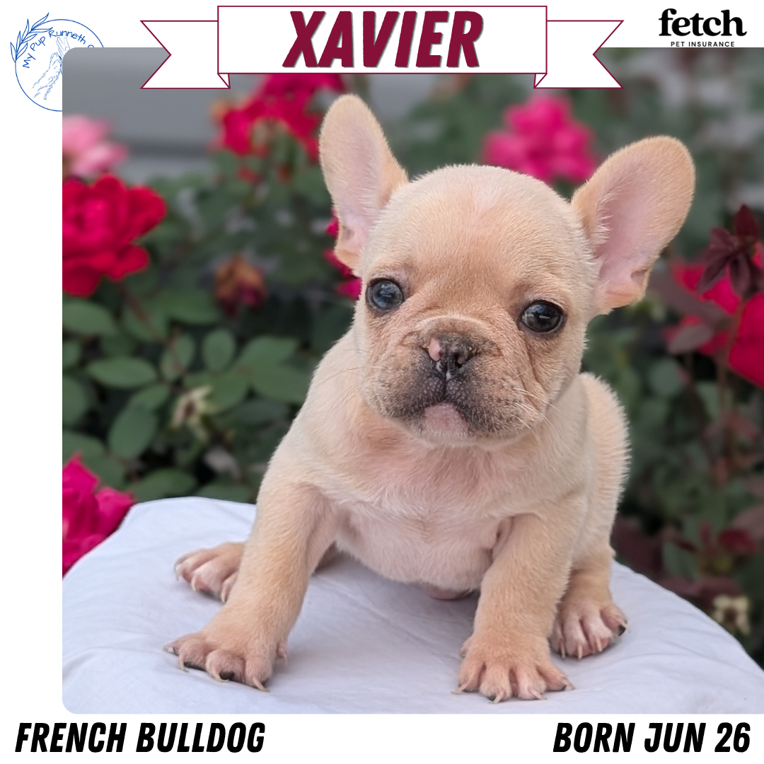FRENCH BULLDOG (JUN 26) 2 MALES
