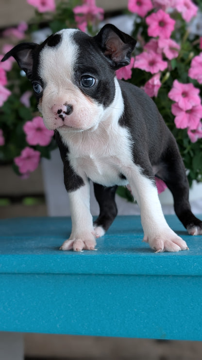 BOSTON TERRIER (06/29) MALE