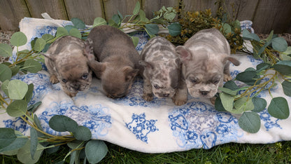 FRENCH BULLDOG (03/04) MALE