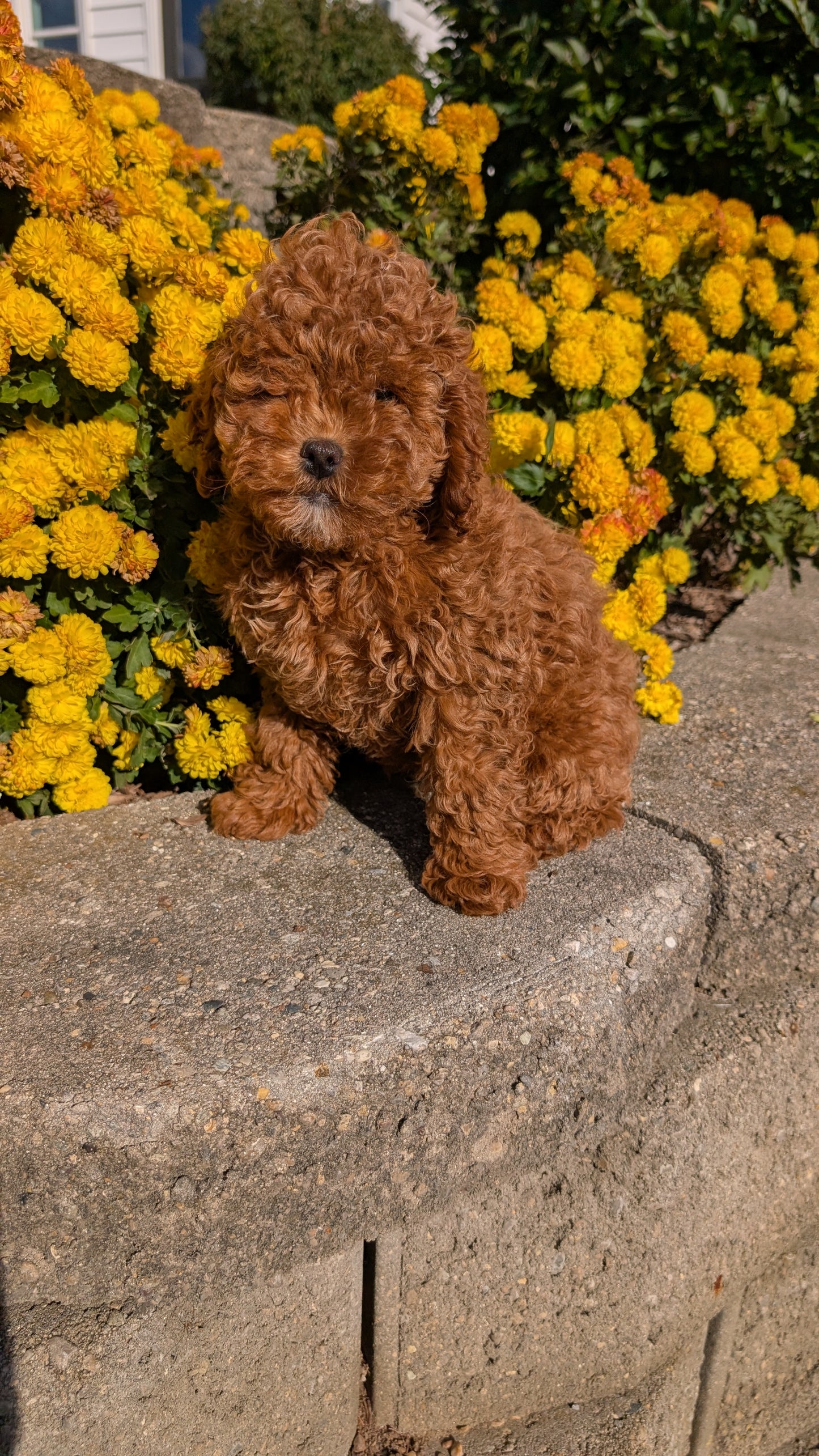 COCKAPOO (08/03) FEMALE