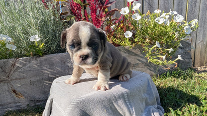 FRENCH BULLDOG (07/03) FEMALE