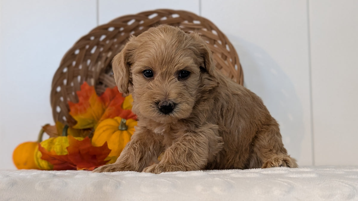 SCHNOODLE (SEP 03) 4 FEMALES/3 MALES