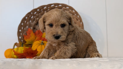 SCHNOODLE (SEP 03) 4 FEMALES/3 MALES