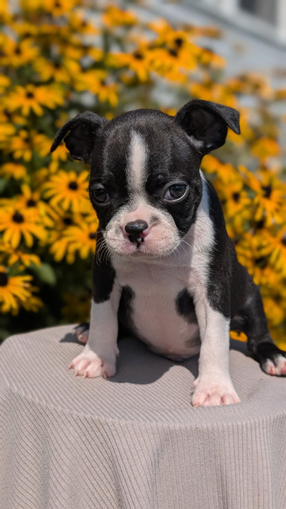 BOSTON TERRIER (JUL 11) 4 FEMALES/4 MALES