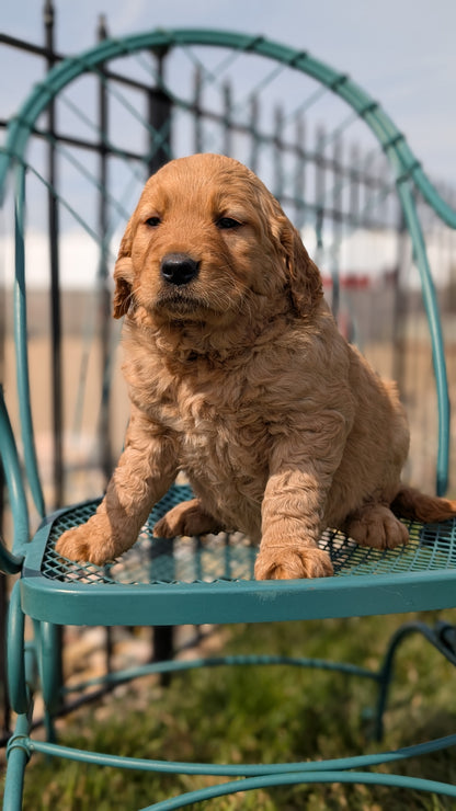GOLDEN RETRIEVER (FEB 04) FEMALES
