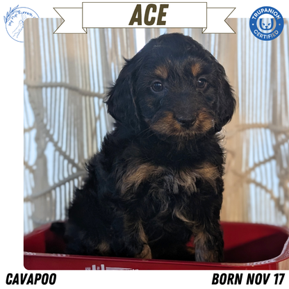 CAVAPOO (NOV 17) MALES