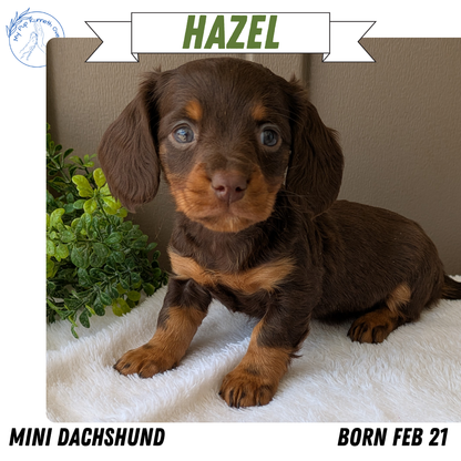 MINI DACHSHUND (02/21) FEMALE