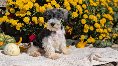 MINI SCHNAUZER (08/06) MALE