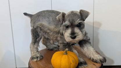 MINI SCHNAUZER (AUG 24) 8 FEMALES