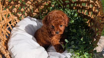 TOY POODLE (AUG 20) 1 FEMALE