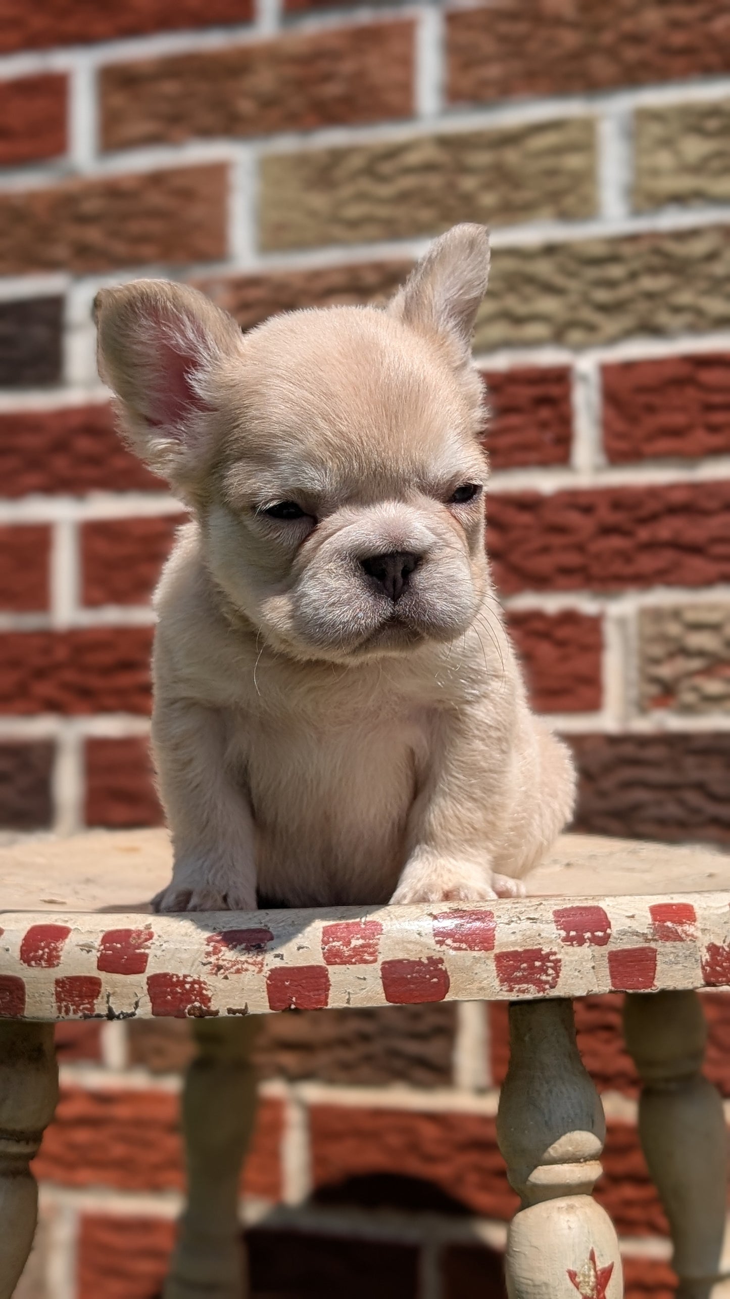 FRENCH BULLDOG (MAR 09) FEMALES