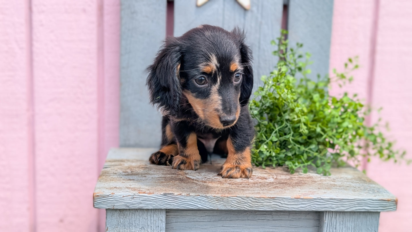 MINI DACHSHUND (APR 29) MALE