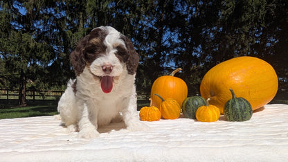 MINI BERNEDOODLE (07/25) MALE