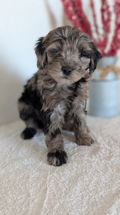MINI BERNEDOODLE (OCT 15) FEMALES