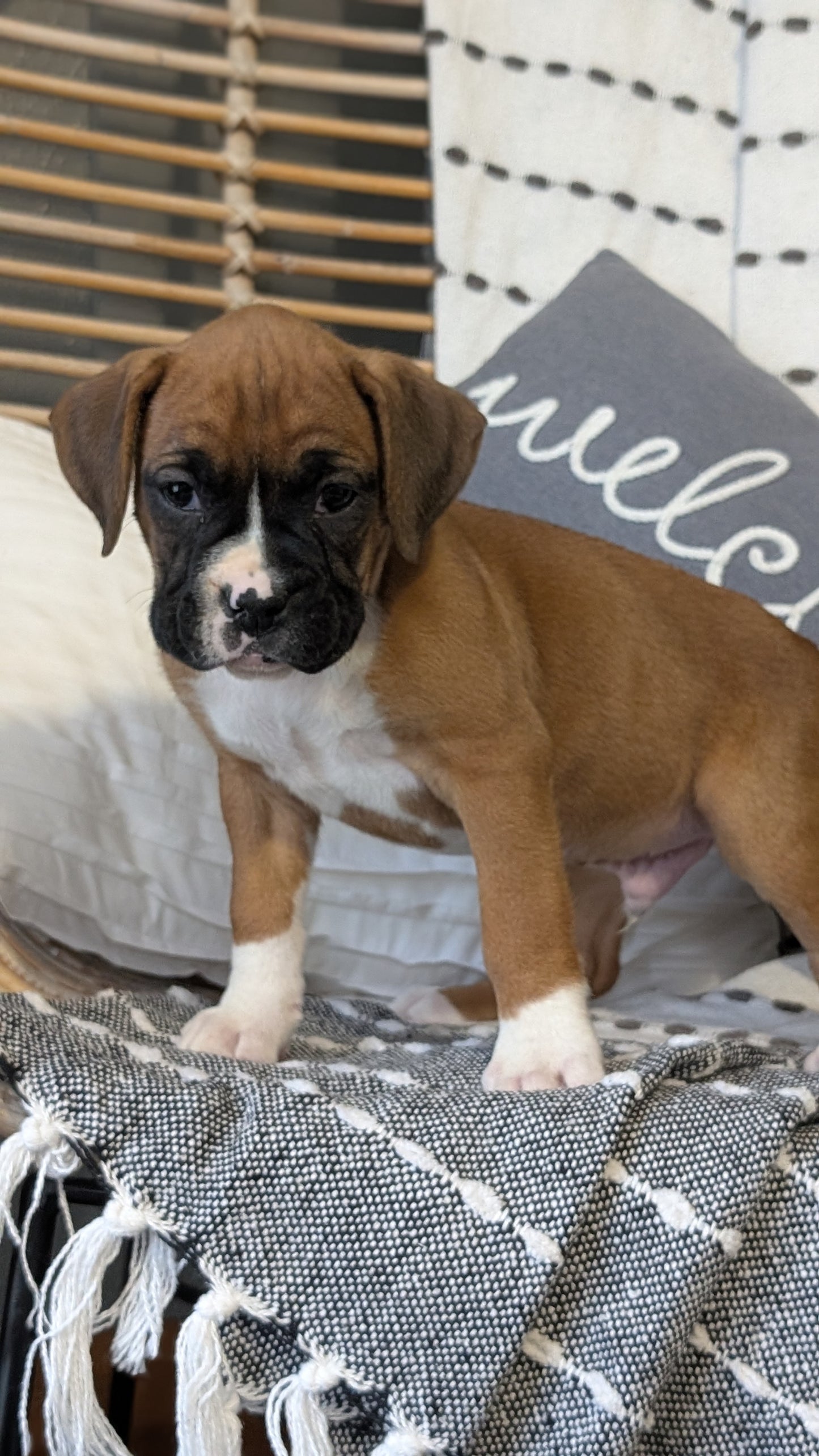BOXER (OCT 12) MALES