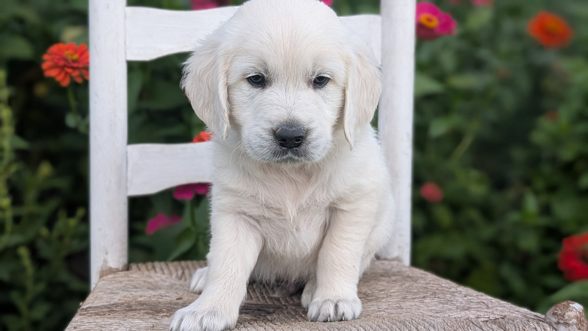 ENGLISH CREAM RETRIEVER (AUG 19) 3 MALES/4 FEMALES