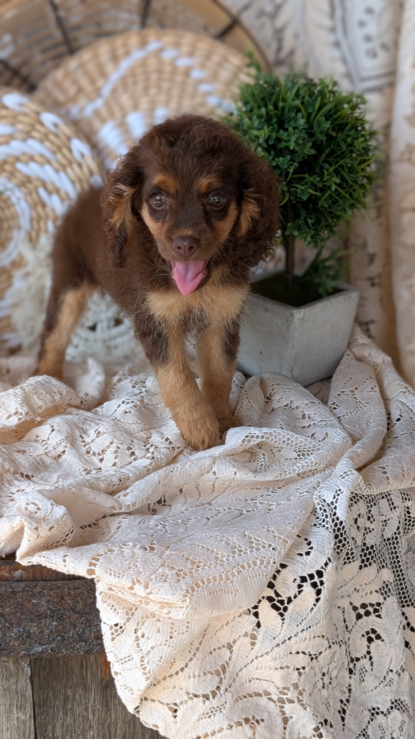 COCKAPOO (06/02) FEMALE