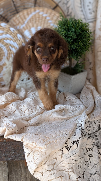 COCKAPOO (06/02) FEMALE