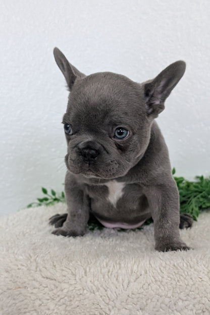 FRENCH BULLDOG (FEB 16) MALE