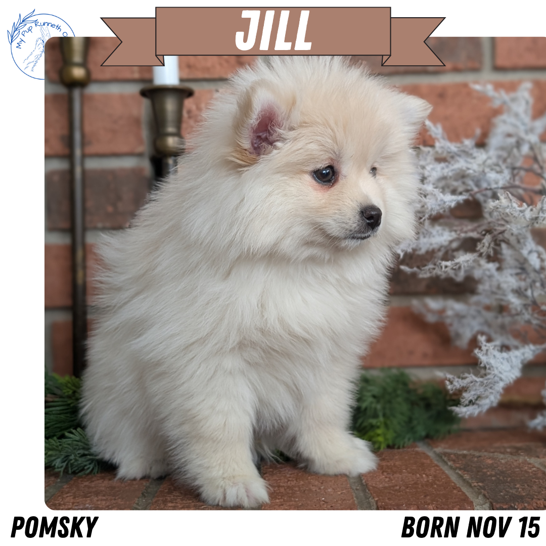 POMSKY (NOV 15) FEMALE