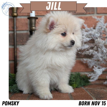 POMSKY (NOV 15) FEMALE
