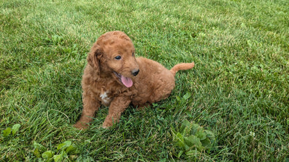 IRISH DOODLE (07/06) FEMALE