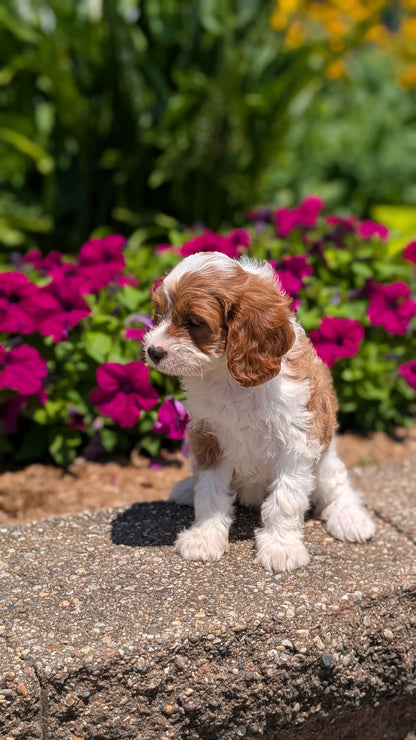 CAVAPOO (MAY 18) FEMALES