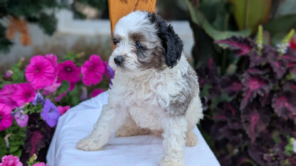 MALTIPOO (JUN 11) MALES