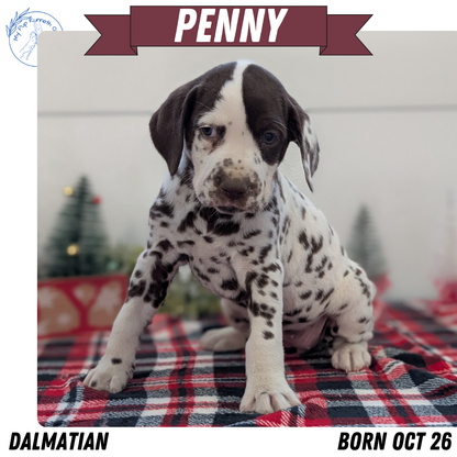 DALMATIAN (OCT 26) FEMALES