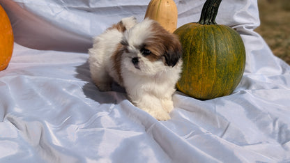 SHIH TZU (07/18) FEMALE