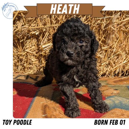 TOY POODLE (02/01) MALE