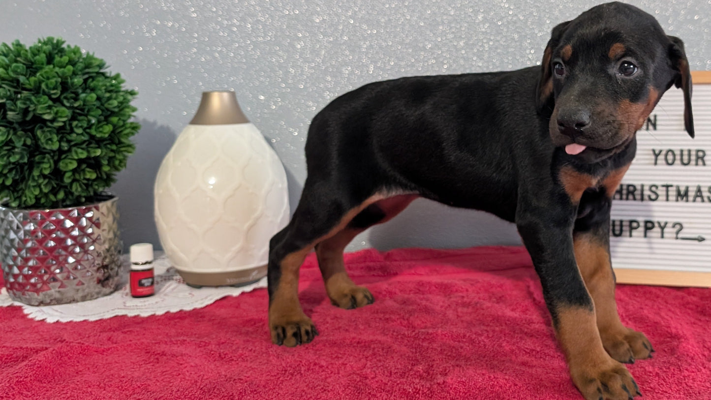 DOBERMAN PINSCHER (OCT 17) FEMALES