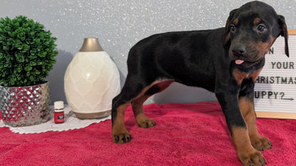 DOBERMAN PINSCHER (OCT 17) FEMALES