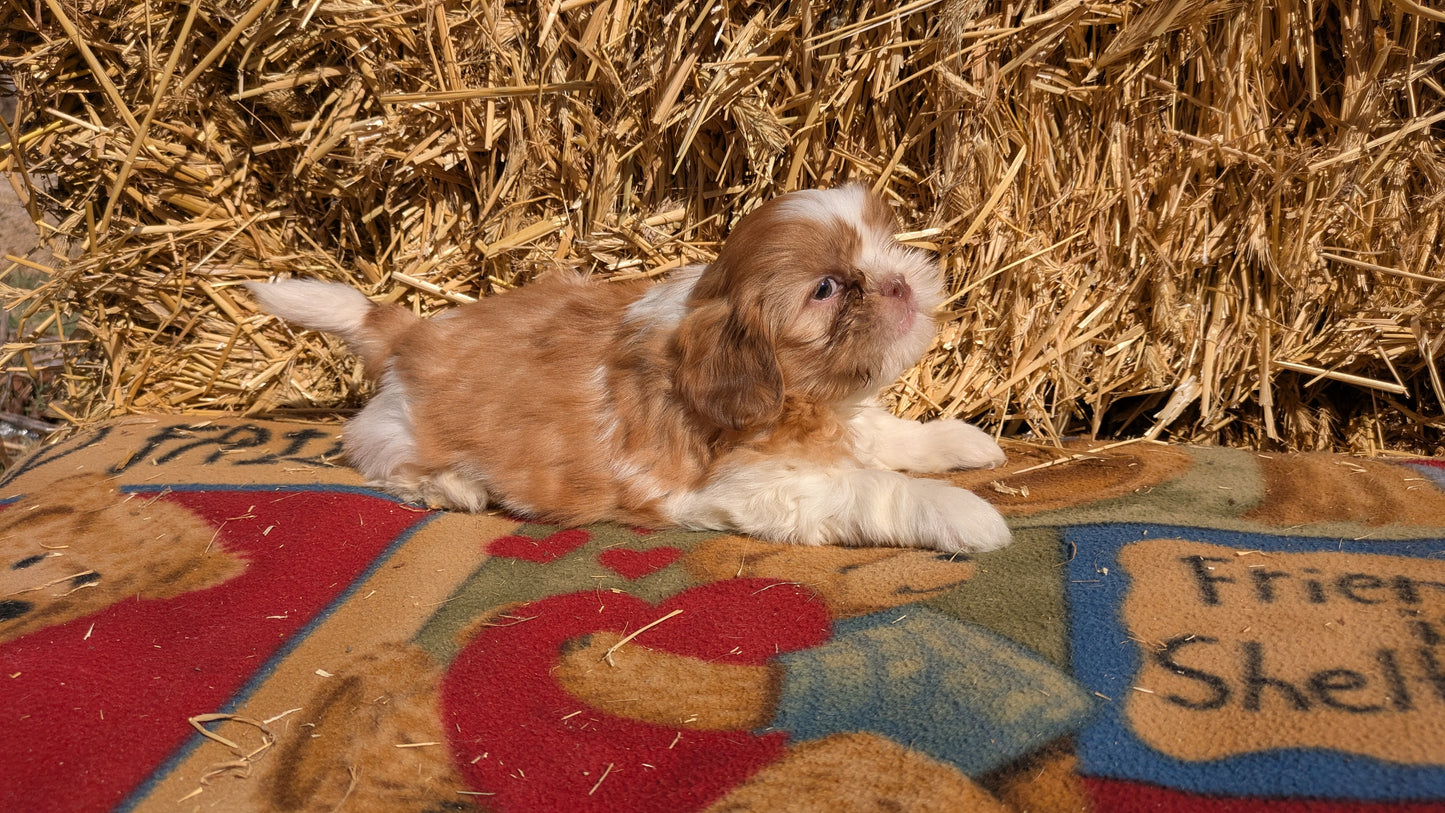 SHIH TZU (01/23) MALE