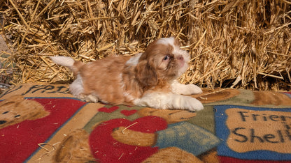 SHIH TZU (01/23) MALE