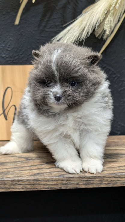 POMERANIAN (NOV 07) MALES