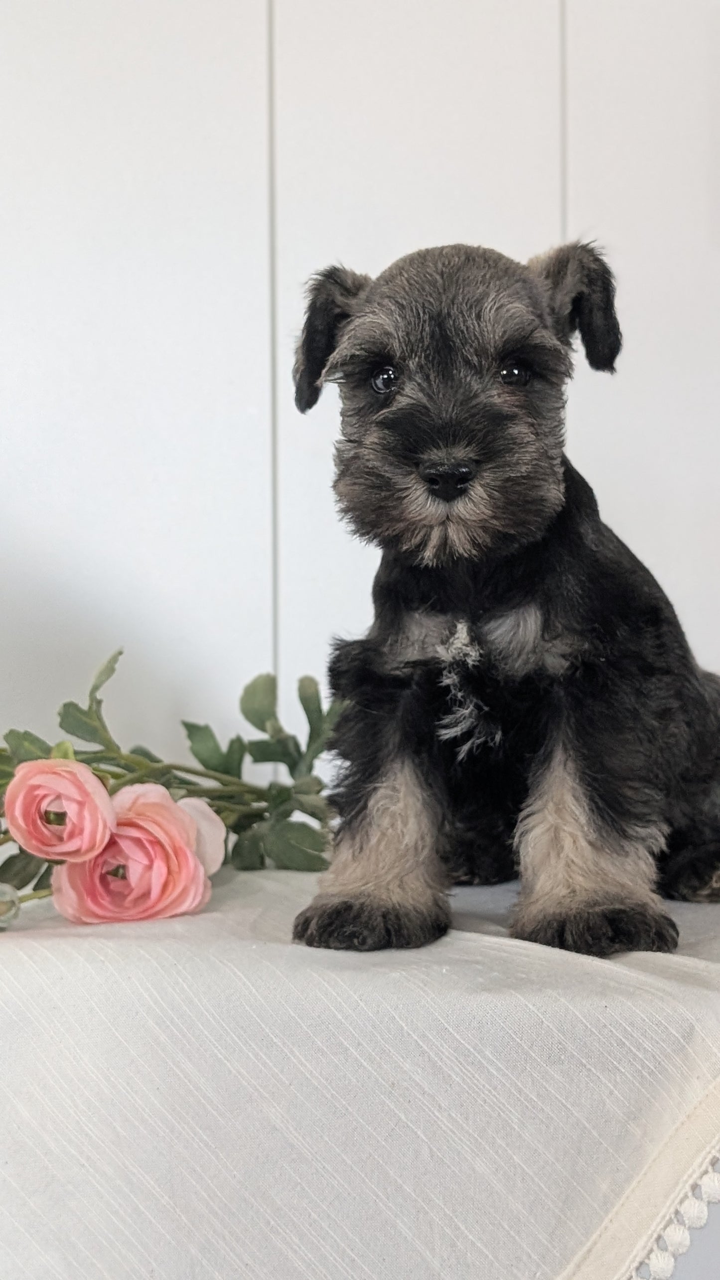 MINI SCHNAUZER (JAN 14) MALES