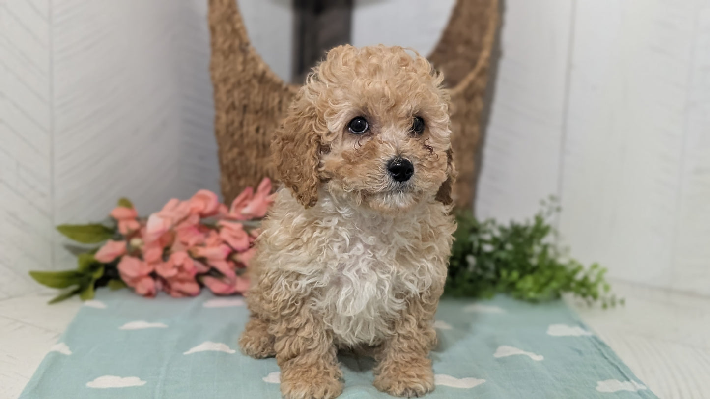 MINI POODLE (DEC 04) MALES