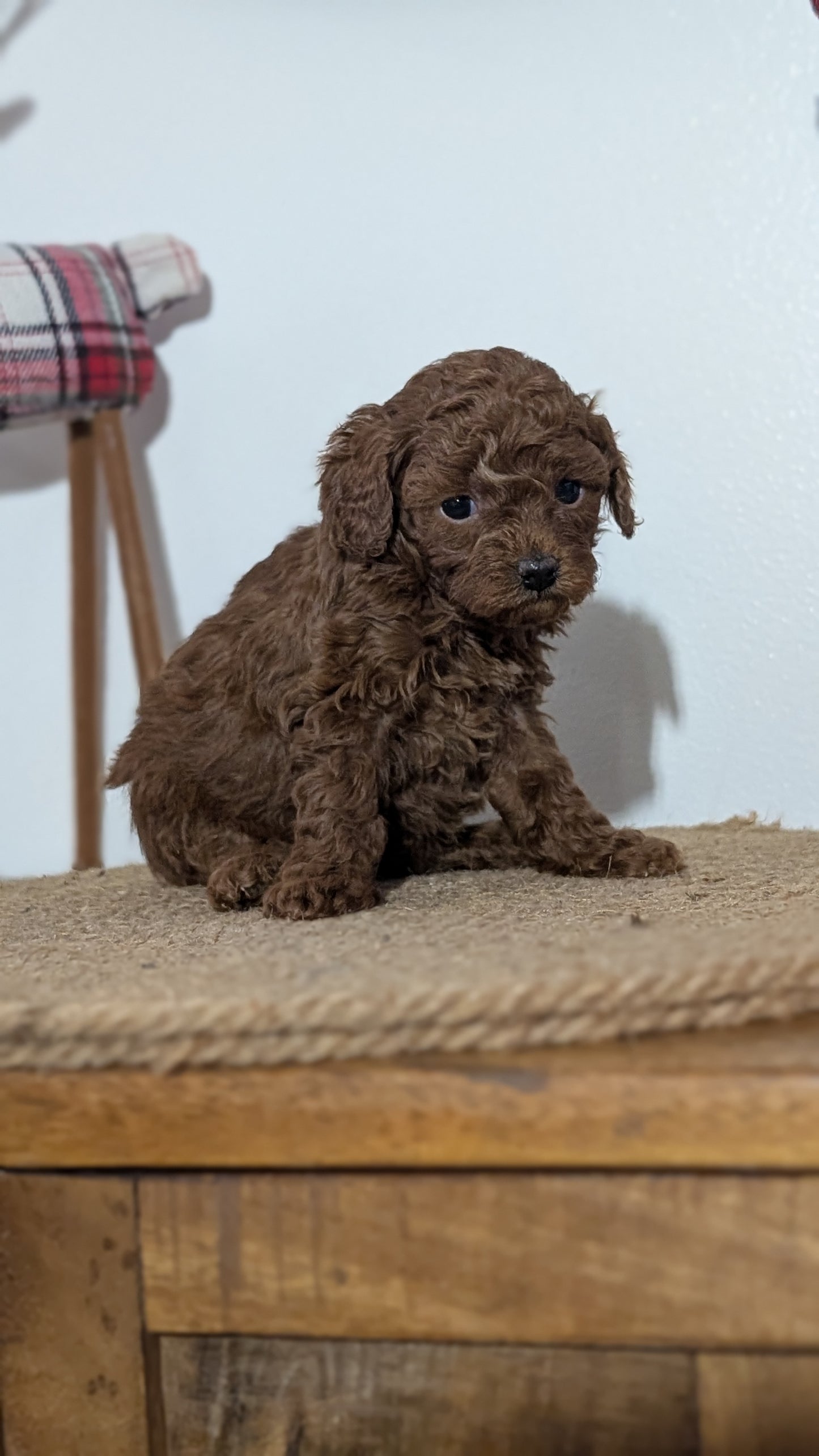 MINI POODLE (NOV 14) FEMALE