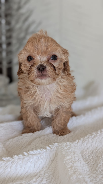 CAVAPOO (NOV 08) MALES