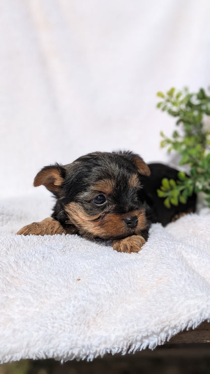 YORKSHIRE TERRIER (02/28) FEMALE