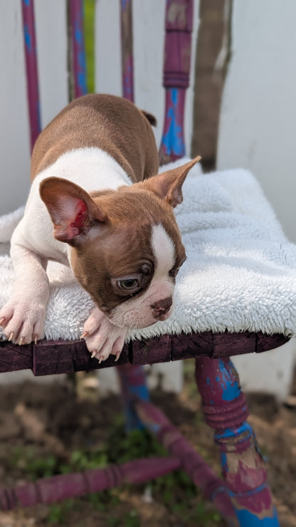 BOSTON TERRIER (FEB 09) MALES