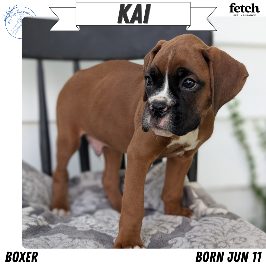 BOXER (JUN 11) MALES